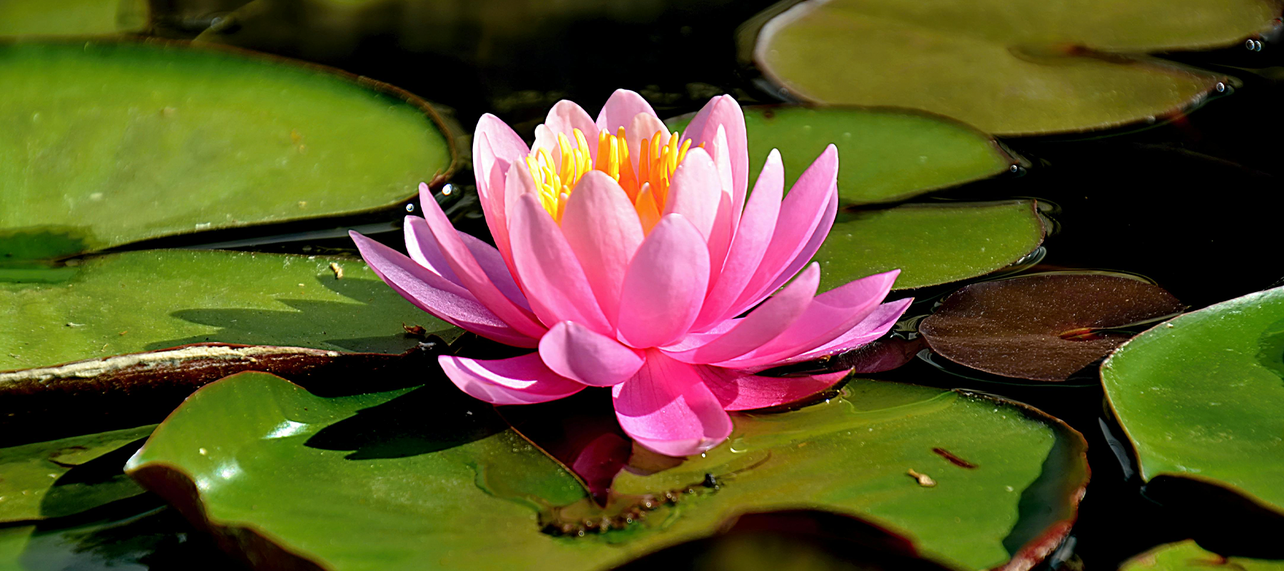 Flor de lótus